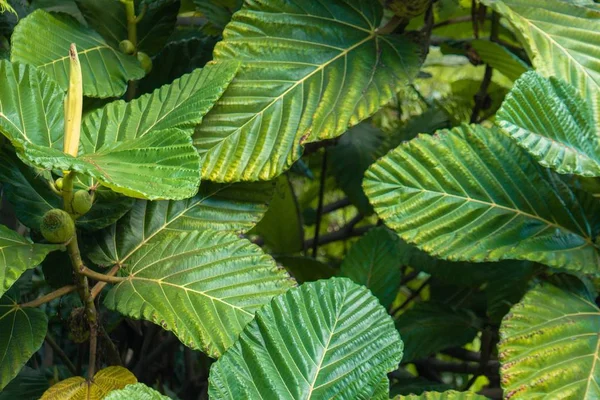 Closeup of Winged elm leaves under sunlight with a blurry background — Stok Foto