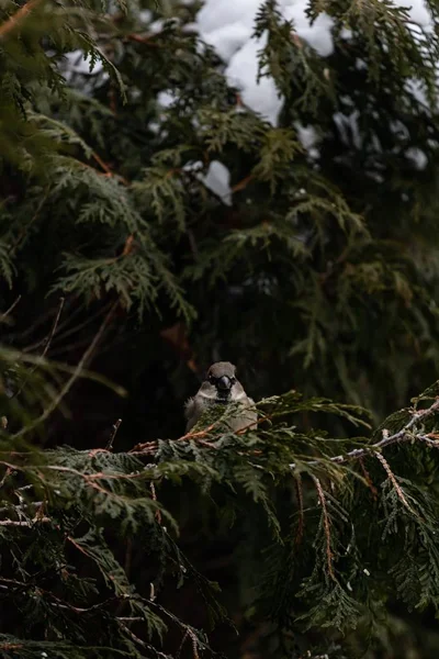 Vertical Shot Sparrow Sitting Snow Covered Branch Tree — Stock Photo, Image