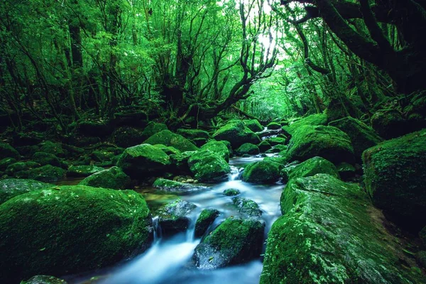 日本横须岛森林中的一条河的壮丽风景 — 图库照片