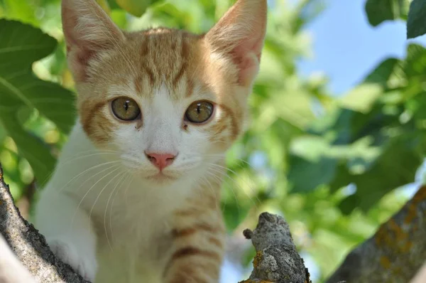 Primer Plano Enfoque Selectivo Lindo Gatito Con Ojos Expresivos — Foto de Stock