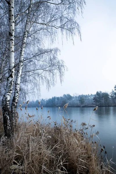 Plan vertical des arbres près du lac par une journée brumeuse en hiver — Photo