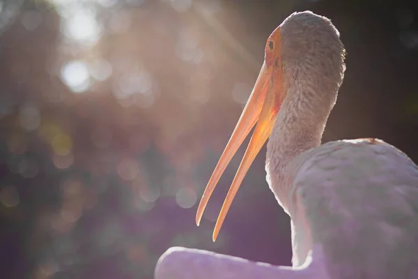 Eine Nahaufnahme Eines Pelikans Mit Einem Langen Orangefarbenen Schnabel Unter — Stockfoto