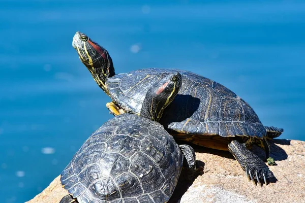 Een Paar Schildpadden Zittend Een Rots Een Zonnige Dag Met — Stockfoto