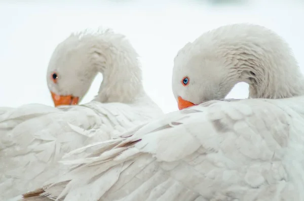 Gros Plan Des Deux Mignonnes Oies Blanches Cou Tordu — Photo