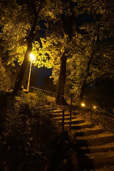 An alley in a park at night — Stock Photo, Image