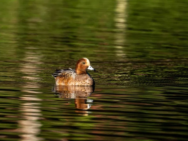 Beautiful Duck Swimming Lake Izumi Forest Yamato Japan Captured Early — Stock Photo, Image