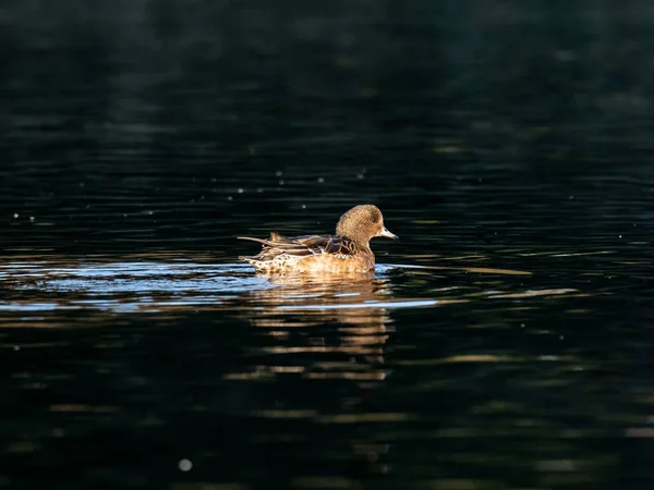 Hermoso Pato Nadando Lago Bosque Izumi Yamato Japón Capturado Temprano — Foto de Stock