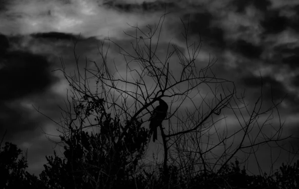 Foto en escala de grises de un pájaro sentado en un árbol solitario bajo un cielo sombrío — Foto de Stock