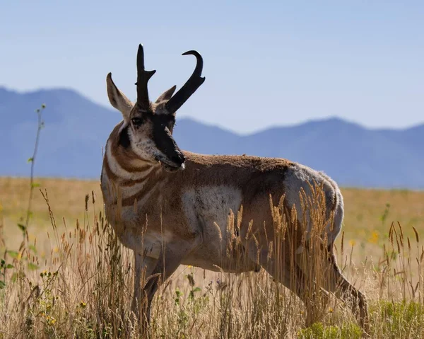 Ein Braunes Reh Das Tagsüber Auf Einer Wiese Steht — Stockfoto