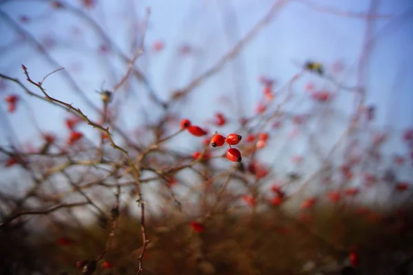 Rosa canina in inverno ricoperta di ghiaccio durante la bufera di neve, tempo freddo — Foto Stock