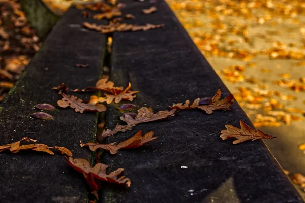 Beautiful autumn leaves on a wooden bench with more leaves on the ground — Stock Photo, Image