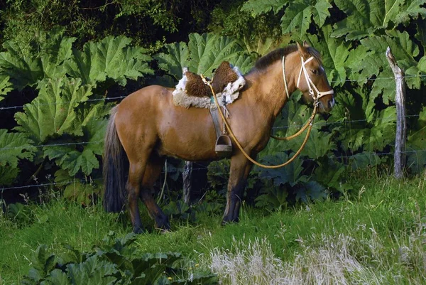 Cavallo con una sella in piedi su una recinzione di filo spinato — Foto Stock