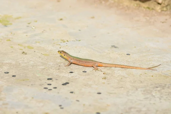 Eine Maltesische Mauereidechse Podarcis Filfolensis Mit Einem Gespaltenen Schwanz Oder — Stockfoto