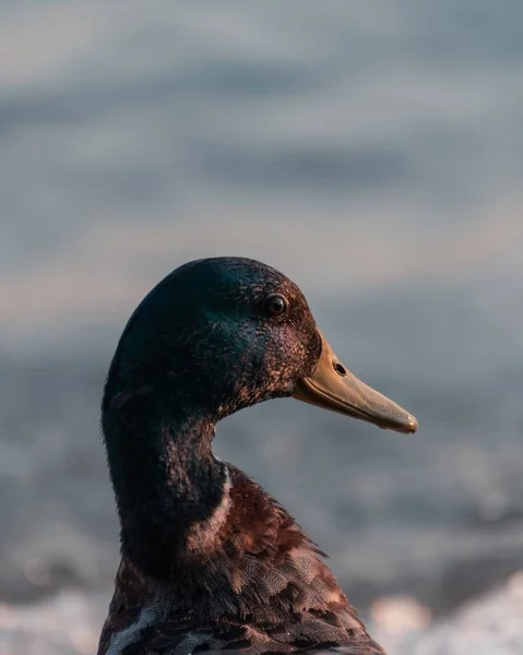 Arka Planı Bulanık Olan Bir Ördeğin Dikey Yakın Çekimi — Stok fotoğraf