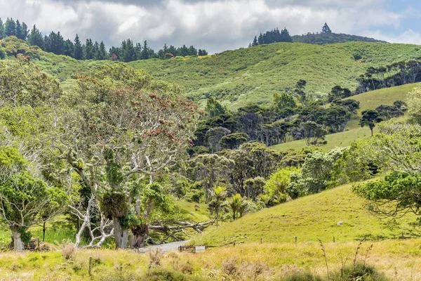 ニュージーランドのニューチャムズビーチにたくさんの木がある美しい緑の風景 — ストック写真