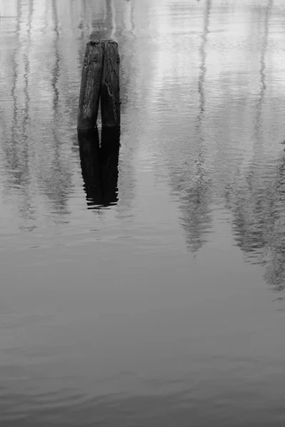 Una Escama Gris Vertical Del Reflejo Dos Troncos Madera Lago — Foto de Stock