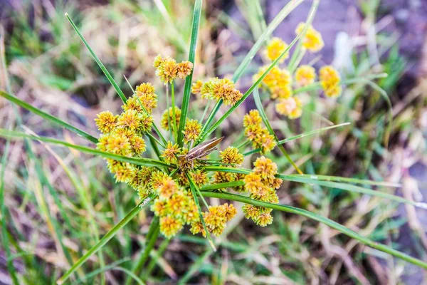 Closeup Shot Locust Small Yellow Flowers — 스톡 사진