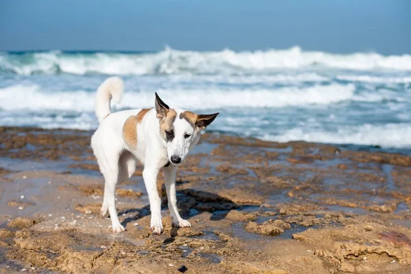 Cane Bianco Che Cammina Attraverso Spiaggia Circondato Dal Mare Sotto — Foto Stock