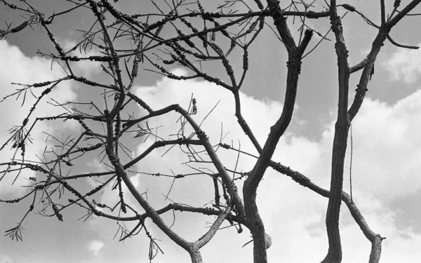 Graustufenaufnahme eines Baumes mit bewölktem Himmel im Hintergrund — Stockfoto