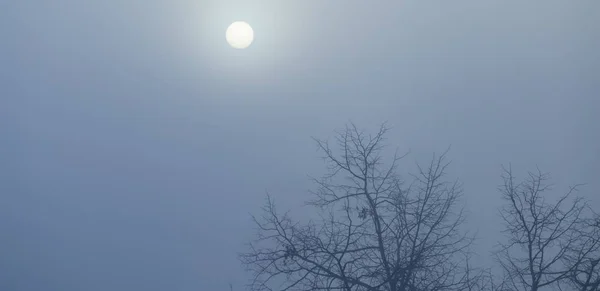 Bright sun on a blue sky above bare trees during the winter — Stock Photo, Image