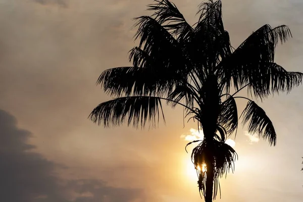 Low angle silhouette shot of a palm tree with the sunset in the background — Stock Photo, Image