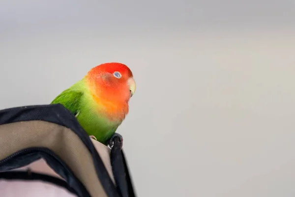 一只桃色的爱情鸟从灰色背景的包里出来 — 图库照片