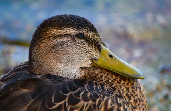 Closeup Shot Mallard Duck Blurred Background — Stock Photo, Image