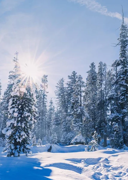 Låg vinkel vertikal skott av en snöig skog på en solig vinterdag och med solen spricker ljust — Stockfoto
