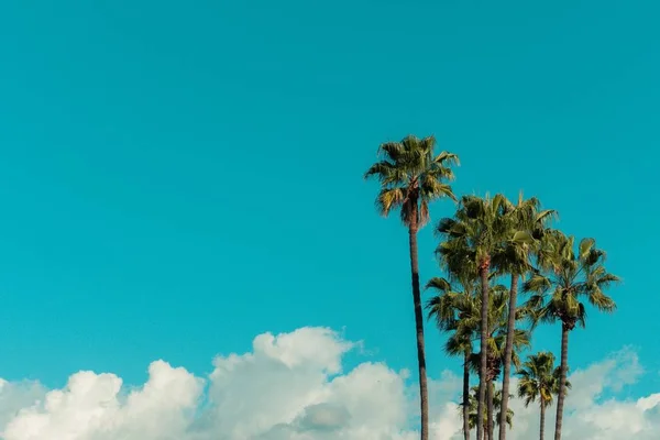 Vista en ángulo bajo de palmeras bajo un cielo azul y la luz del sol durante el día — Foto de Stock