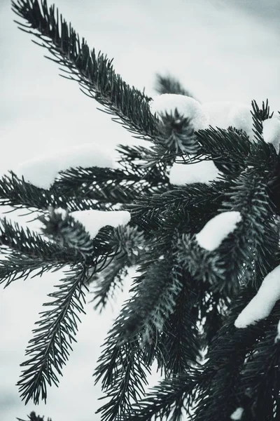 Nahaufnahme von immergrünen Blättern im Schnee mit verschwommenem Hintergrund — Stockfoto