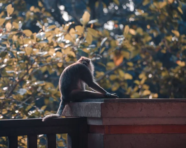 Nahaufnahme Eines Affen Der Der Ferne Sitzt — Stockfoto