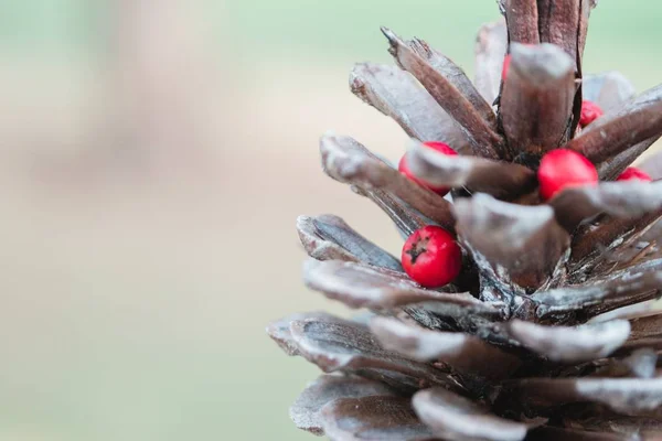 Selective focus shot of a pine cone with small red berries on it — Stock Photo, Image