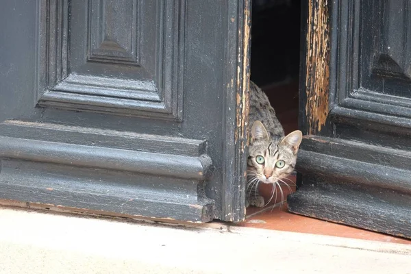 昼間は天気の良い日にドアの近くに顔がびっくりする可愛い子猫 — ストック写真