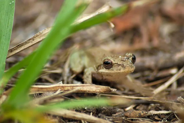 Eastern Spadefoot Ground Surrounded Grass Leaves Blurry Background — Stock Photo, Image