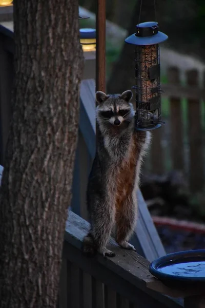 Vertical shot of a raccoon holding a lamp near a tree — Stock Photo, Image
