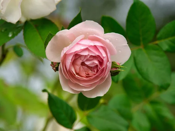 Closeup of a pink garden rose surrounded by greenery with a blurry background — Stok fotoğraf