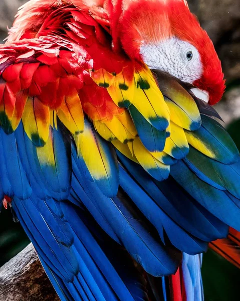 Ένα Κάθετο Πλάνο Ενός Όμορφου Πουλιού Μακάο Καθαρίζει Φτερά Του — Φωτογραφία Αρχείου