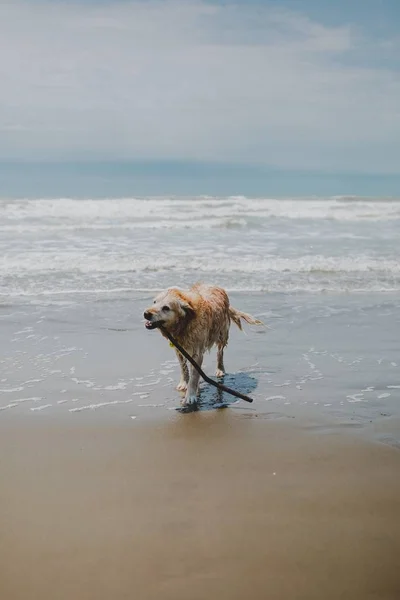 Cane Che Corre Intorno Mare Circondato Dalla Spiaggia Sotto Cielo — Foto Stock