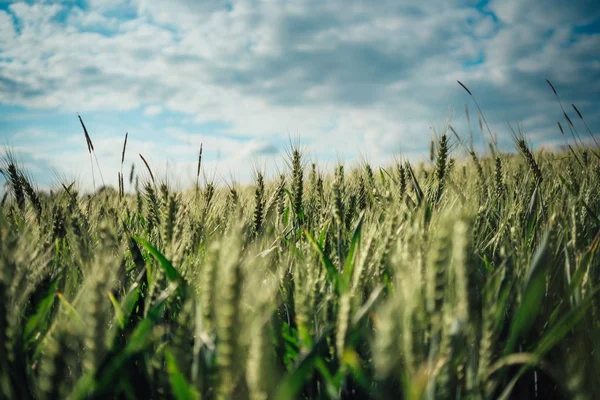 Een Veld Van Groene Einkorn Tarwe Onder Prachtige Bewolkte Lucht — Stockfoto