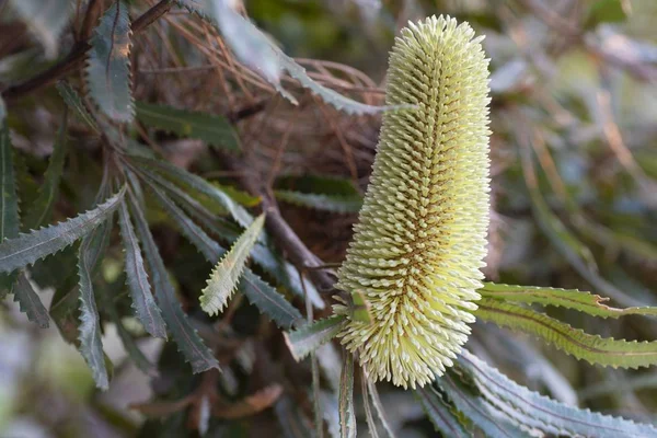 Banksia rostlina se zelenými listy na rozmazaném pozadí — Stock fotografie