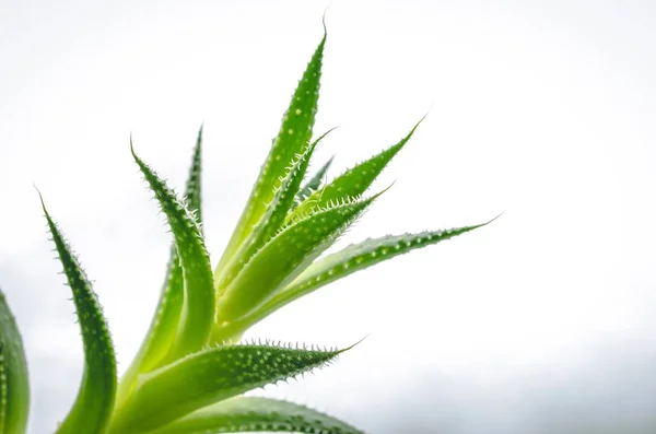 Gros plan des feuilles vertes d'une plante d'aloès avec un fond blanc — Photo