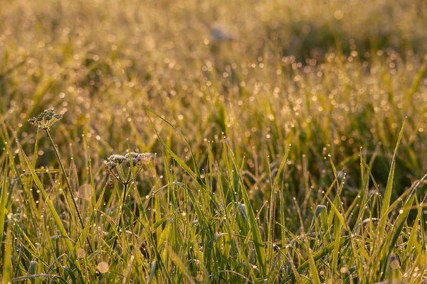 Feld von grünem Gras mit Tautropfen bedeckt - ideal für eine natürliche Tapete — Stockfoto