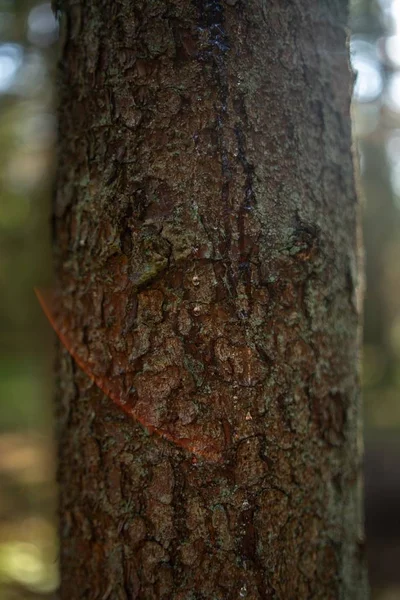 Närbild av ett träd bark under solljus med grönska på suddig bakgrund — Stockfoto