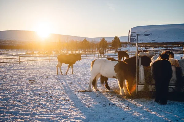 Eine Schöne Aufnahme Von Pferden Die Heu Essen Und Einem — Stockfoto