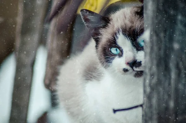 Closeup tiro do rosto marrom e branco de um gato bonito de olhos azuis atrás das varas de madeira — Fotografia de Stock