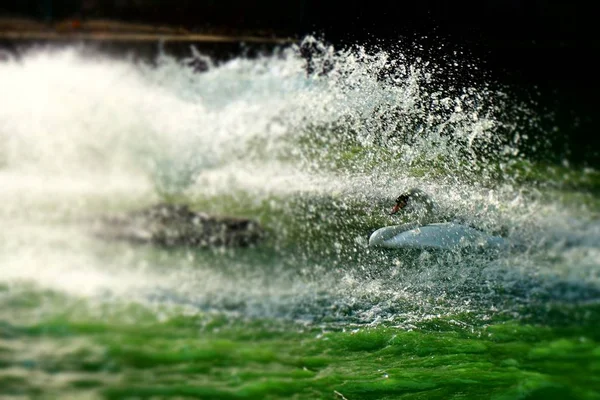 Un cigno sotto una fontana artesiana su un lago in una giornata estiva — Foto Stock