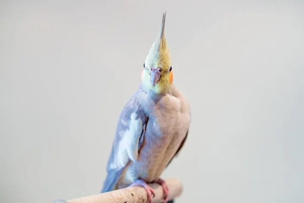 Cockatiel Med Grå Fjädrar Sittande Gren Med Grå Bakgrund — Stockfoto