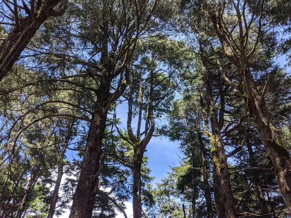 A low angle shot of the tall trees in the forest under the bright sky