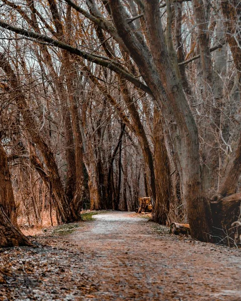 Pionowe ujęcie ścieżki w środku lasu z drzewami liściastymi — Zdjęcie stockowe