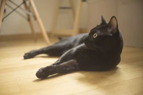 Zbliżenie selektywny ostrość strzał z a czarny kot z ekspresyjny oczy — Zdjęcie stockowe